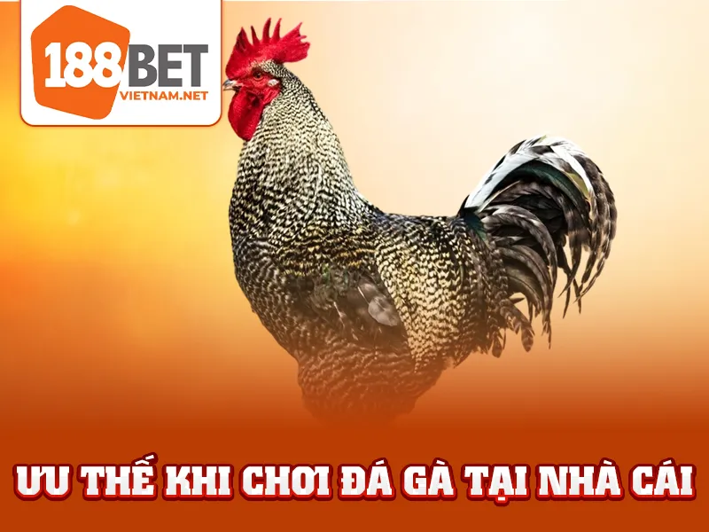 Đá Gà Cựa Dao 188BET - Ưu thế khi chơi đá gà tại nhà cái