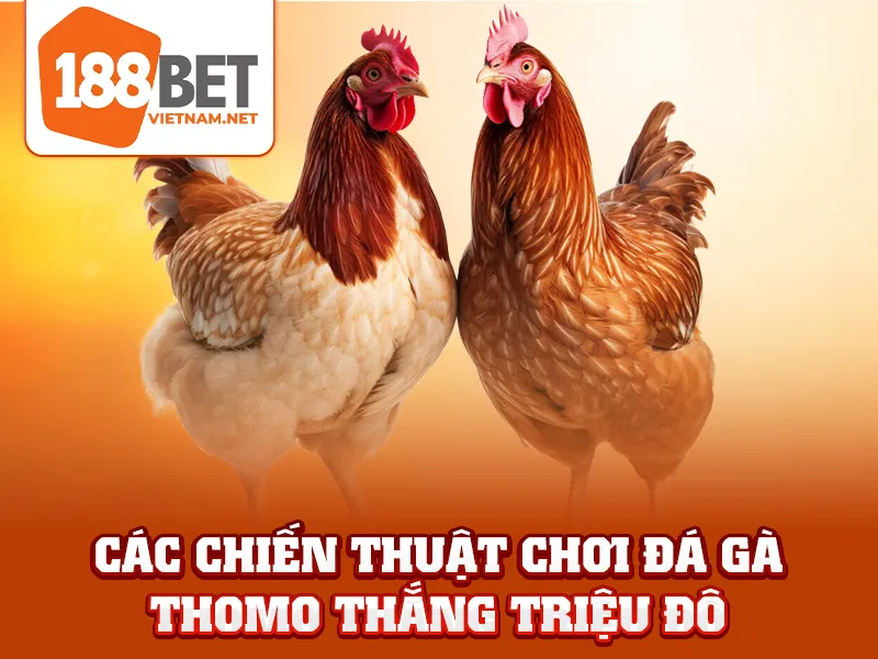 Các chiến thuật chơi đá gà Thomo thắng triệu đô