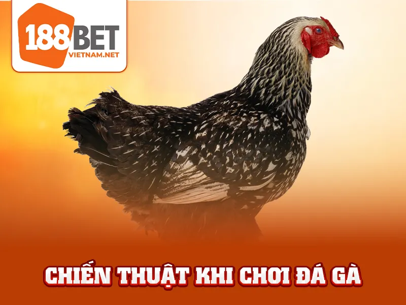 Đá Gà Cựa Dao 188BET - Chiến thuật khi chơi đá gà