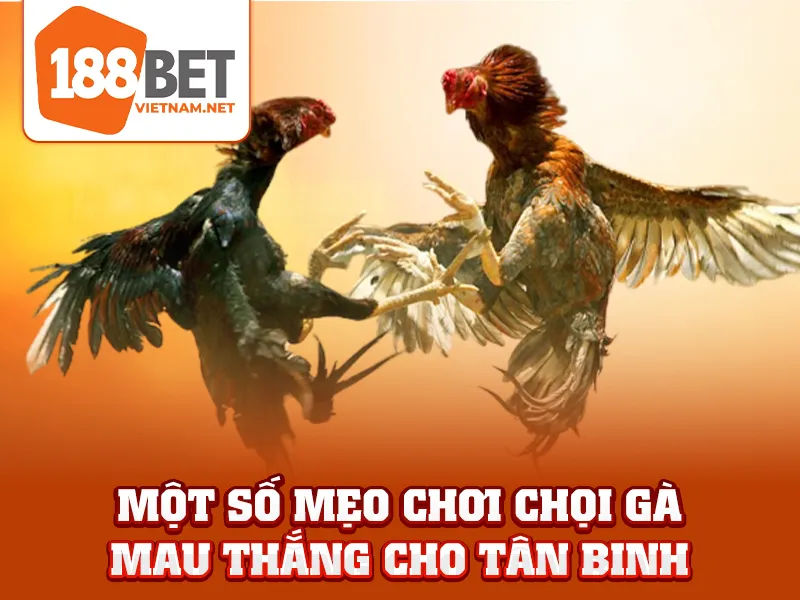 Một số mẹo chơi chọi gà mau thắng cho tân binh